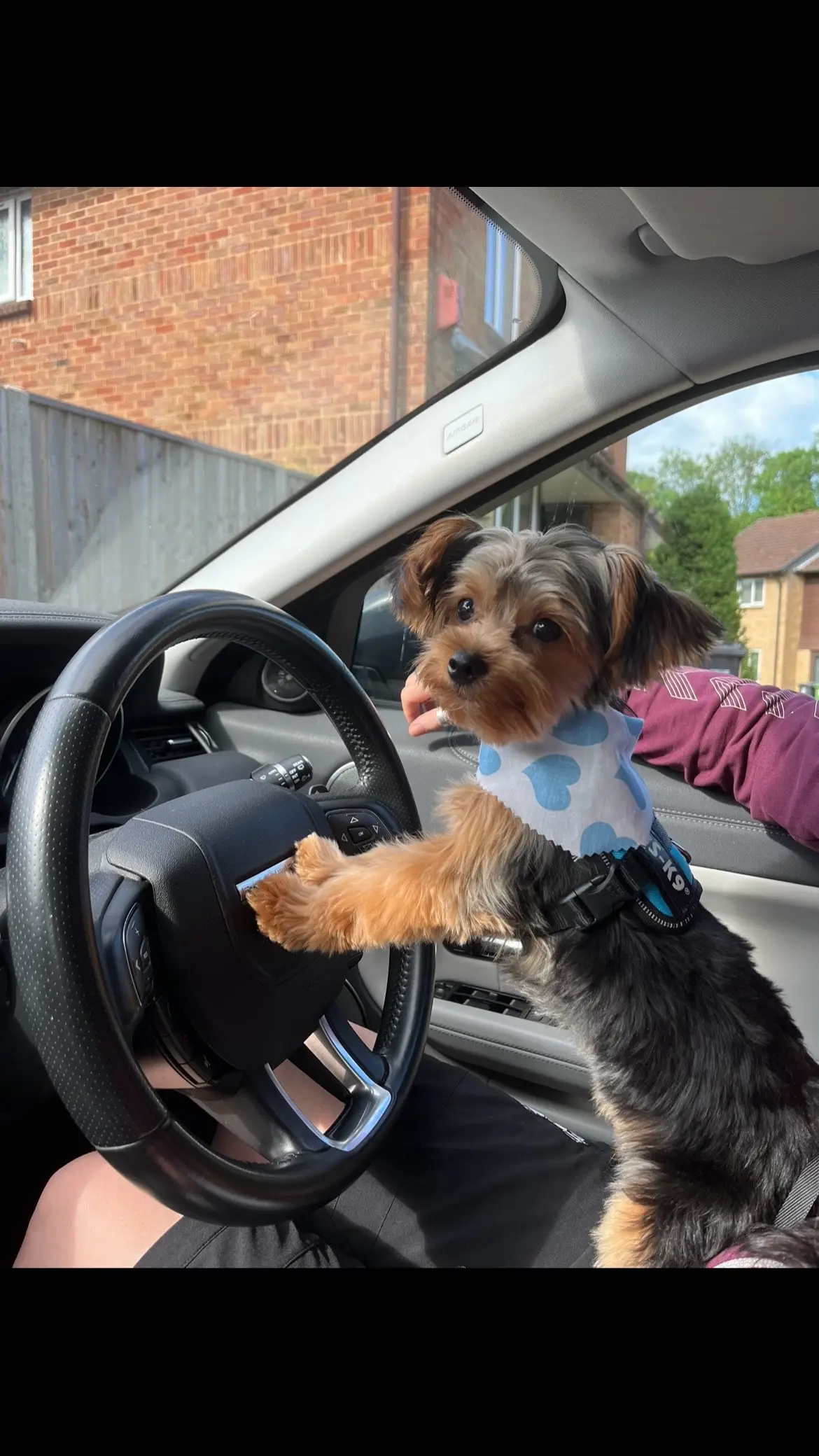 #yorkshireterrier #yorkiesoftiktok #yorkies #yorkiesofficial #yorkiemom #yorkiepuppy #yorkielovers #dogsoftiktok #yorkie #yorkshireterrierlove❤ #yorkiepuppies 
