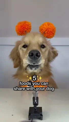 Do you like my dog’s #asmr crunchies?! Orange edition! These little puffy orange balls cracked me up as they bobbled around on her head 🤭 🥕🎃🫶🏼 #asmr #asmrsounds #dog #goldenretriever 