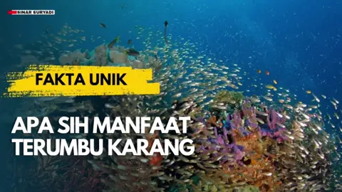 ekosistem laut yang paling penting, yaitu terumbu karang, dan manfaatnya bagi lingkungan dan kehidupan kita.