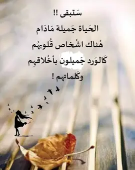 أبو…نواف