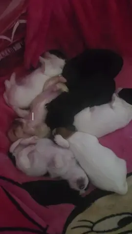 my 2 weeks old puppies #puppiesoftiktok  #shitzhu #puppiesgrowth #fyp #viralpuppy 