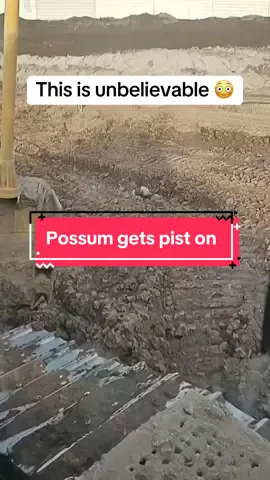 The disrespect 😂😂#animalhysterics #wildlife #nature #encounter #scary #freaky #survival #fox #possum 