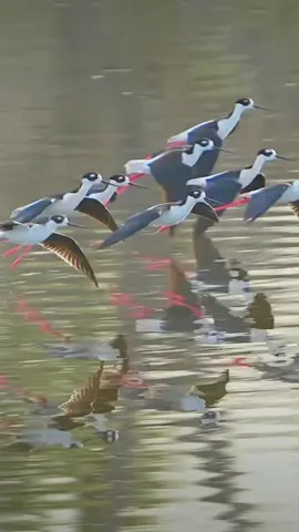 #عبد_الباسط_عبد_الصمد_رحمه_الله #القرآن_الكريم🌺🤲 #تلاوات_مؤثرة #تلاوات_خاشعة #ارح_سمعك_وقلبك_بالقرآن_الكريم🎧🤍 #تلاوات_نادره #اكسبلورexplore #القرآن_راحة_للقلوب ♥️ #تلاواة_تهز_القلوب ❤️ #Quraan ❤️ #جمال_الطبيعة_الخلابه #@زهرة الشام @💛🌼 @mohamedessamemarawi 