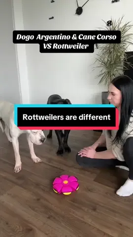 Dogo Argentino & Cane Corso VS Rottweiler 🤣 #dogs 