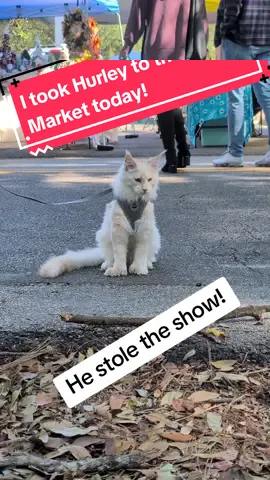 Hurley was such a good boy at the market today, he loved all the attention We had him on leash and in his critter cuddler❤️🥰 #fyp #mainecoonkitten #catsoftiktok #crittercuddler #hurleythemainecoon #catleash 