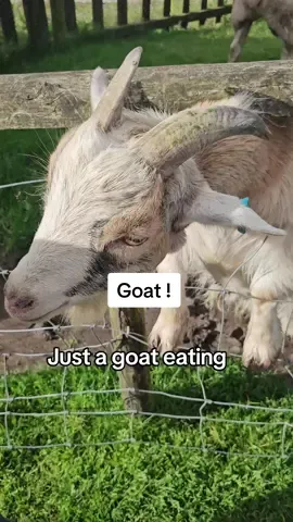 Goat !  #goat🐐 #animal #animalsoftiktok #lover #farm #farmlife #feeding #funnyvideo #goatsoftiktok #fyp 