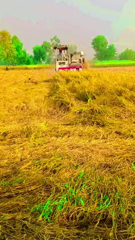 #🌱Pinda wale #MAYO #🌱Pinda 