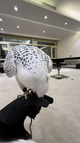 #جير_بيور #جير_شاهين #مقناص_الطيور #الكويت #السعودية 