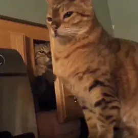 How can some not like cats #meow #meowdy #meowdypartner #sillycat #catcore #cat #viral #trending #cats #funny #memes #sillycart 