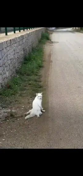 parte 41 rescue of a cat in the middle of the street with serious problems❤️ #heroes #rescue #cat #difficulty  #helpcatsick #catabandoned #Love  #animalsrescue #kittensaved @Marcinek240478# @Anita 🦦 @Cusnir Victoria @Silvia 77/ 83 @elisavet @🔱🈹️🈹️