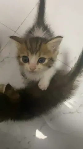 So cute #cutecat #pet #kucing #kitty 