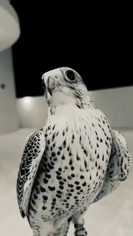 #جير_بيور_كرناس_بكر_شاهين_نداوي #فلتر_الصقر #طير_تبع_شهين #شاهين_شيخ_الجبل #صقر #حر 