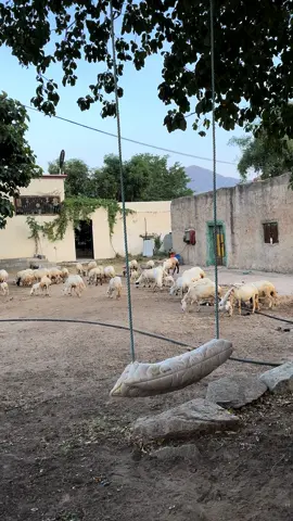 يالله برزق مالحد فيه منه ينسي المحتاج وش كان محتاج. #اكسبلورexplore #الديره #تصويري #الجنوب #اكسبلور #fypシ #explore #الشعب_الصيني_ماله_حل😂😂 