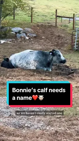 Bonnie’s baby needs a name❤️🐮 #newborncalf #babycows #simmental #simmentalcattle #blueroan 