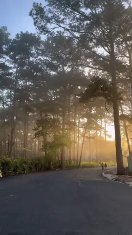 nắng xuyên qua hàng thông #dalat #chill #canhdep #binhyen #dalatdreamer