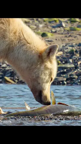 #bear #animalsworld #wildlife #animallifestyle #foryourpage❤️ 