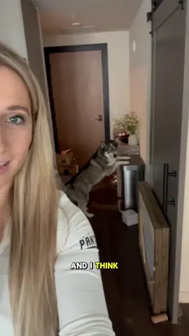 I can’t keep up with these dogs toy demands…  #dogsoftiktok #dogsoftiktokviral #husky #huskies #doglover #dog #dogs 