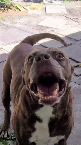 Barking bulldog #barkingdog #dogbarking #dog #doglover #bulldog #barking 