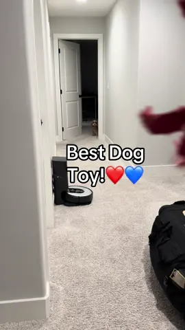 Nightly play time before bed!❤️💙🐶⚽️#dogtoy #Soccer #ball #happydog #soccerball 
