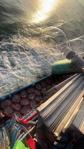 đêm nào cũng bắt biển như vậy làm dư tí bất về nghĩ anh em ơi #hailong #phaxucbinhthuan #quancacom #danbien #fyb 