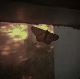 مدفينا الحنان 🎶🖤