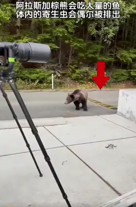 #寄生虫 #熊 