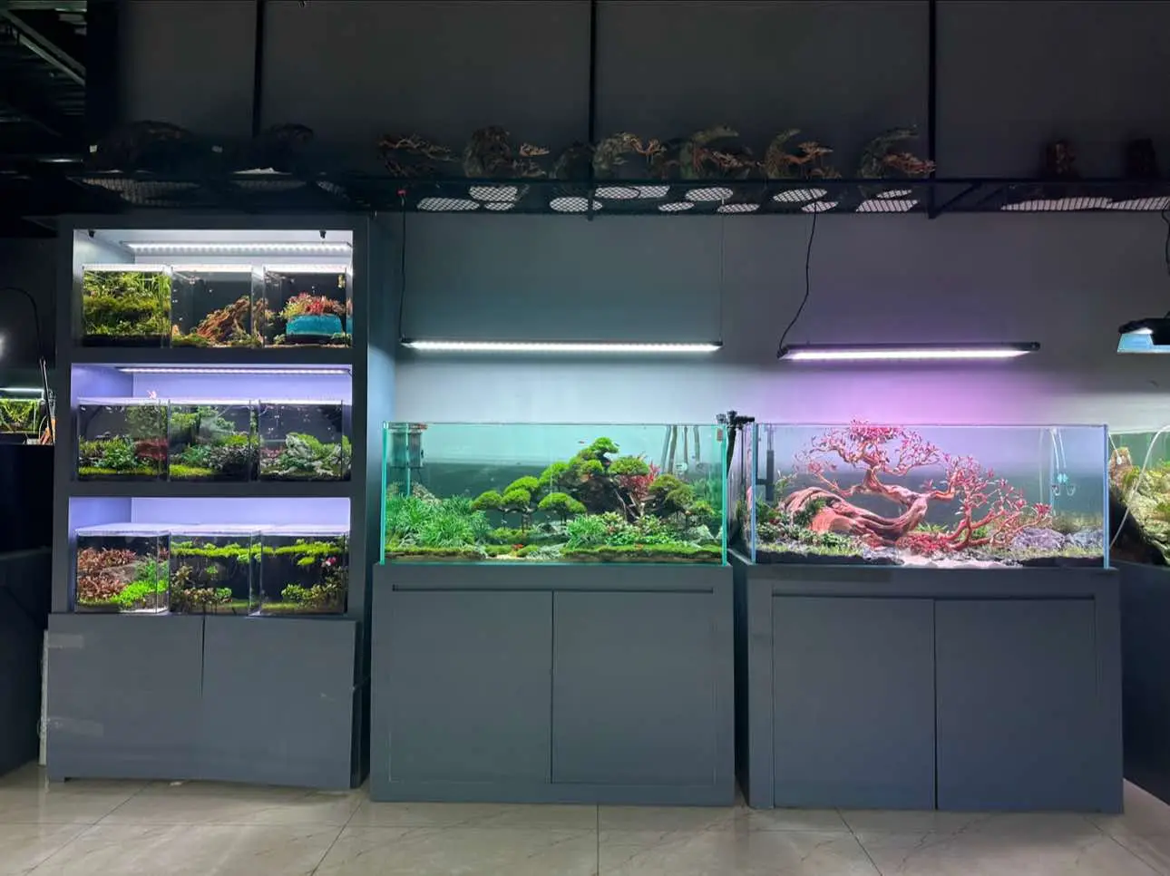 Ở một nơi nào đó trên đất nước Việt Nam này vẫn đang tồn tại một showroom thuỷ sinh với hàng trăm hồ cá thuỷ sinh tuyệt vời. Xin cảm ơn các bạn đã tận tâm chăm sóc mỗi hồ cá , mỗi tác phẩm một cách chỉnh chu để khách hàng khi tới tham quan sẽ có những trải nghiệm tuyệt vời nhất. #hoca #thuysinh #aquarium #aquatic #cacanh #hocacanh #ylangaquarium #cichlids #biotope #bettafish 