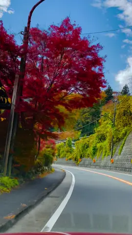 #ドライブ #車走行動画 #奥多摩 #秋 #景色 #aesthetic #relaxmejapan  東京(奥多摩)ローカルドライブ この場所を誰に伝えたいですか？♡ #東京 #奥多摩旅行 #東京好き