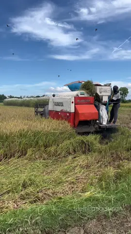 Anihan na ng mga palay 🌾🌾 #harvestingtime#farmerlife#buhayprobinsiya#lifeinpangasinan 