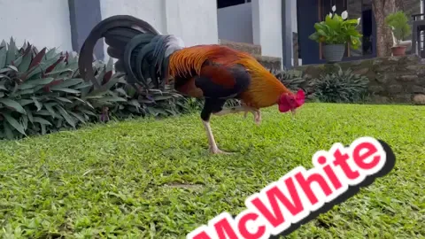 BMW(Boston McWhite) | Limbizkit Game Farm  Disclaimer: No Animal Where Harm Of This Making Video #farm #fypシ゚viral 