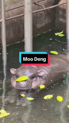 Moo Deng Music Video 🎶 #moodeng 