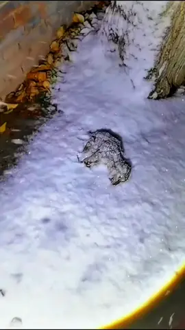 Rescue a puppy 🙏🙏🙏🙏🙏🙏🙏🙏🙏🙏🙏❤️❤️❤️❤️❤️❤️❤️❤️❤️#rescuedog #rescuepuppy #rescueanimals #dog #dogsoftiktok #puppy #puppytiktok #dog #dogsoftiktok #puppyvideo #rescue #animals #animalsoftiktok 
