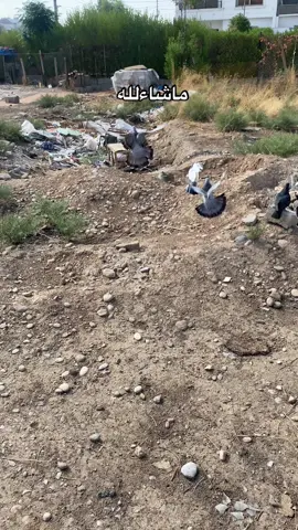 #ماشاءالله #کۆتربازەکان_چاومانن #عەمبەری_بازەکان #عەمبەری #عەمبەری_فاو_یرانی_زاخ_کاشان_زاجل 