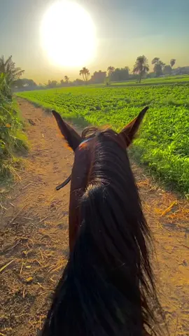 #المستشار #محمود #العمده #سوهاج #البلينا #بن #عبد #الجواد 🦅♥️ 