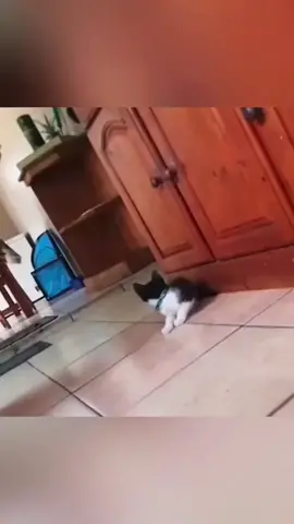 Funny animals#funnyvideos #funnyanimals #pet #fyp #foryou 