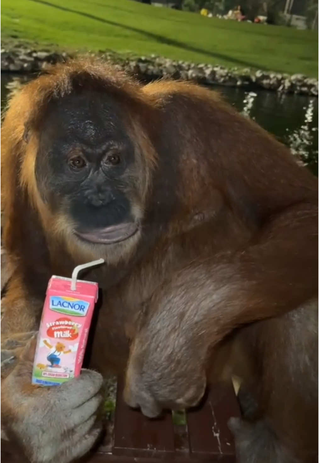 #orangutan #pointingorangutan  #fyp 