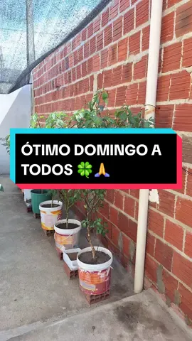 @hortanoquintal_ofc @hortanoquintal_ofc @hortanoquintal_ofc  #Deus #horta #agriculture 