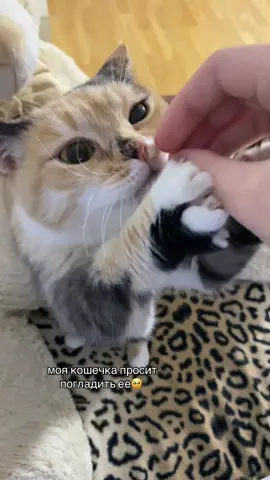 тгк: Хлоя и Фрейя🎀 insta: chloenfreya21 owner- @Tanya Lee 𝜗𝜚 ˚⋆ #chloenfreya #chloeandfreya 