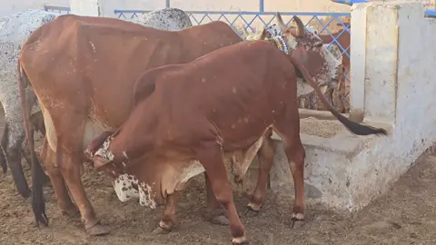 Future! #cholistani #cholistanicow #cholistan #rohi #bull  @Sajid bukhari290hr @Cholistani Breeder@GILL 