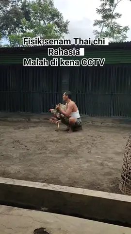Fisik Ayam #WANDIKM #fisikayam #penyakitayam #sharing #pemula #vidiotutorial #fyp 