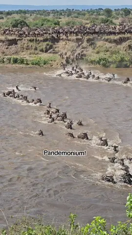 Absolute madness! The Great Migration of the wildebeests across the Mara River 