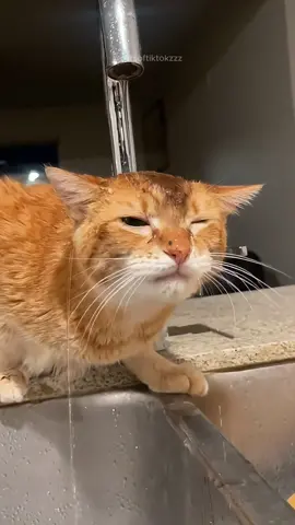 Funny cat videos episode 419 #funnyvideo #funnycat #funnyanimals #cat #animals #pet #fyp #foryou #🤣🤣🤣 
