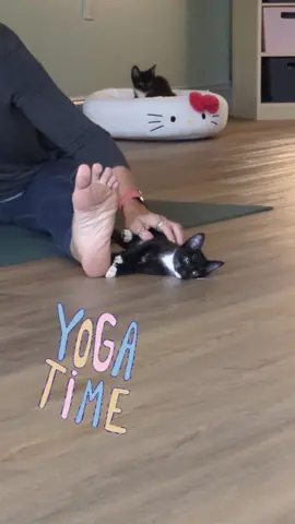 Yoga with furry friends! #Yoga #KittenYoga #CatPose #Adopt #Stretch #Kittens 