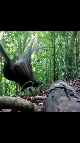 Asal Muasal Tarian Tradisional Suku Dayak Di Kalimantan Borneo.