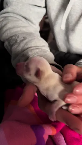 Newborn Puppy 1 Day Old 🐶 #puppylove #chihuahua #cute #fyp #PUPPY 