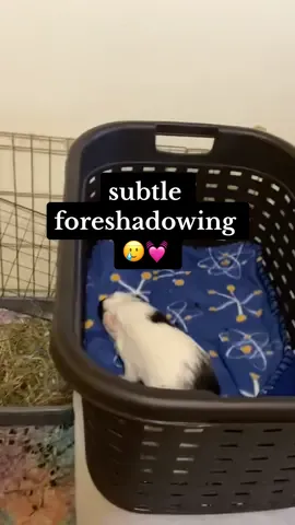 i knew i had the perfect vid for this trend 😂 #guineapig #smallanimals #subtleforshadowing #guineapigsoftiktok #funny #funnyanimals 
