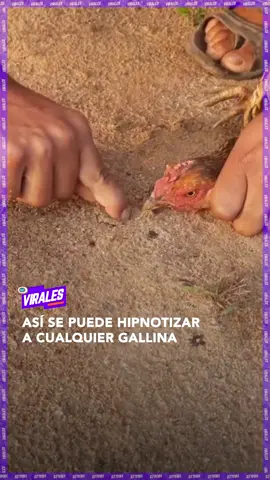#ViralesRedUno • Conoce la sencilla 