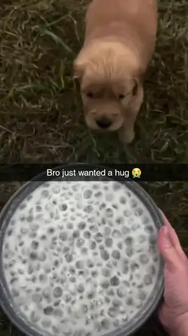 #fyp #foryou #sh7gang #dog 