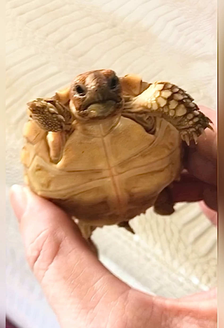 This was the day I found him! Saved him from the dogs and a life on the street…literally ❤️ #tortoise #turtle #reptile #sulcata #sulcatatortoise #reptiles #tortoises #funnyanimals #kurakura #tortoiselife #funnypets #funnyanimals #turtles #tortoiselove #pet #tortoiselover #pardalis #Love #toocute #aww #baby #babytortoise #pets #animals #torto #lol #sulcatalover