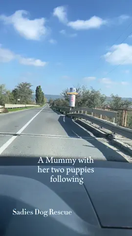 My heart is still racing from todays rescue.. #dogrescue #rescue #rescuedog #puppies #abandoned #adoptme #safe #spayandneuter #fyp #for #foryo @Sadie’s Dog Rescue 